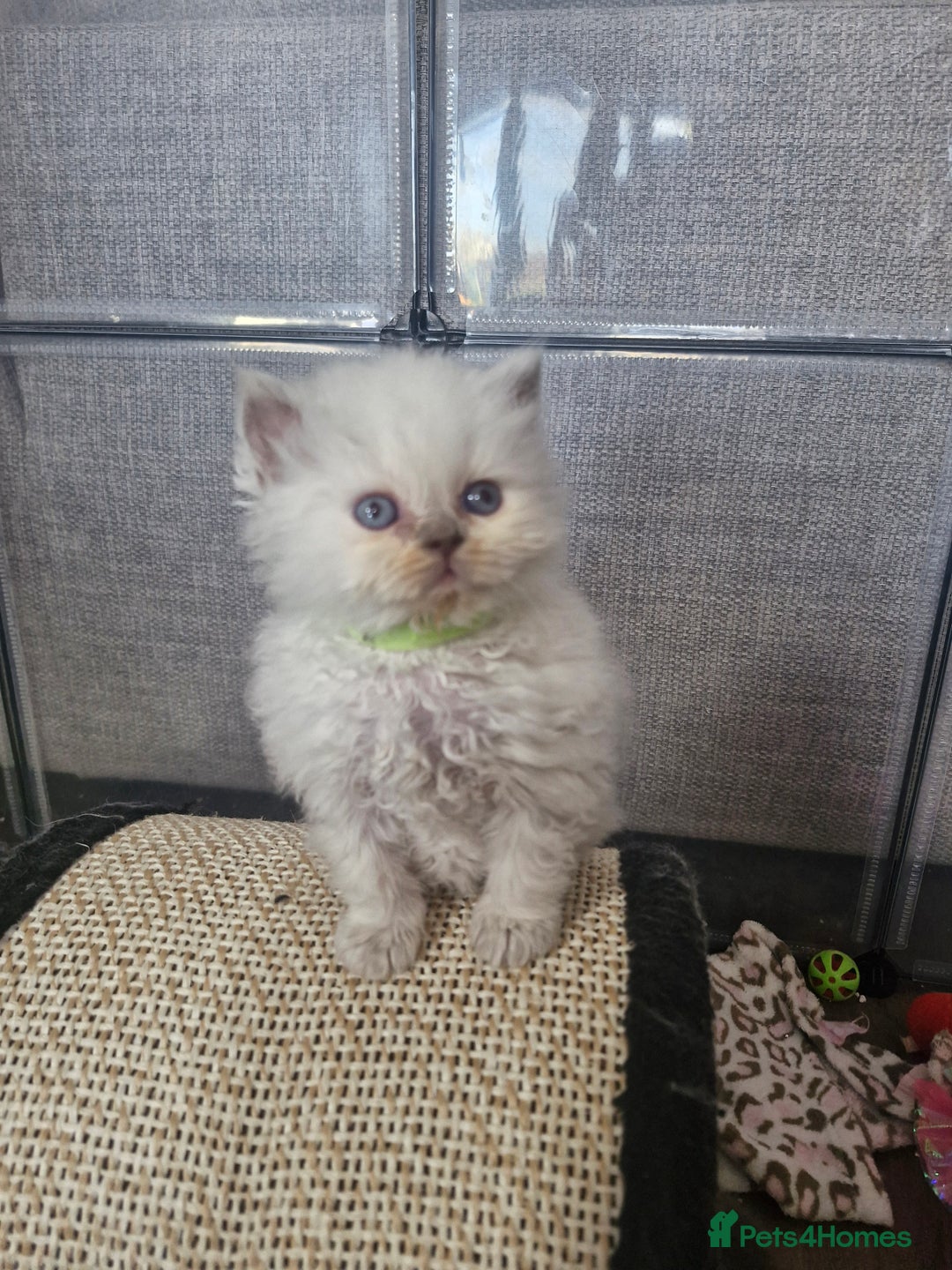 British Shorthair cats for sale: Pedigree British shorthair, longhair, blue, lilac - Image 1