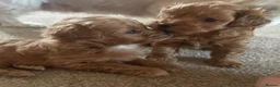 Maltipoo dogs for sale: 3 Stunning male  multipoo puppies in Chatteris - Advert 26
