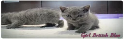 British Shorthair cats for sale: Pure British Blue Shorthair Kittens - Advert 6