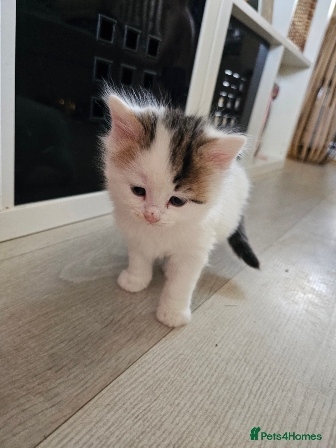 Turkish Angora cats for sale: Kittens for sale - Advert 4