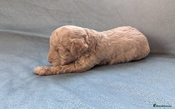 Miniature Poodle dogs for sale: Stunning Miniature poodles parti/merle - Image 20