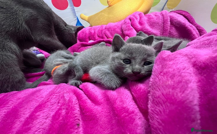 Russian Blue cats - Advert 4
