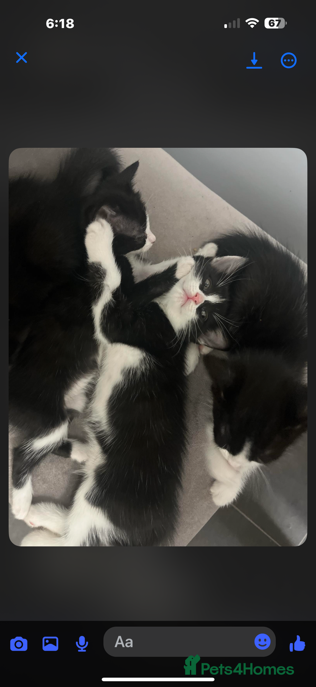 Domestic Shorthair cats for sale: 2 female kittens for sale as a pair  - Image 4