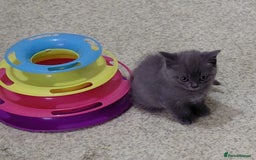 British Shorthair cats for sale: Blue Pedigree BSH Male Singleton - Image 2