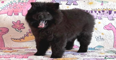 Siberian Husky dogs - Advert 4