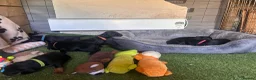 Mixed Breed dogs for sale: Working cocker with mix dads family pet  - Advert 8