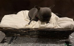 French Bulldog dogs for sale: 7 beautiful French bulldog puppies for sale - Image 10