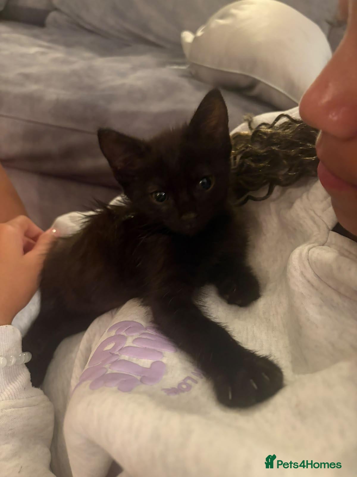 Domestic Shorthair cats All black female for new home  - Advert 1