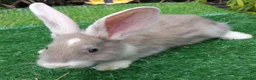 Continental Giant rabbits for sale: PURE bred Continental Giants - Vaccinated RESERVE  - Advert 9
