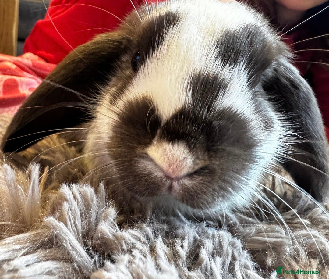 Mini Lop rabbits for sale: Trrrtrtttrttytrr I eerrrtrrtrrreeerrrrrrrrrreereee - Advert 4