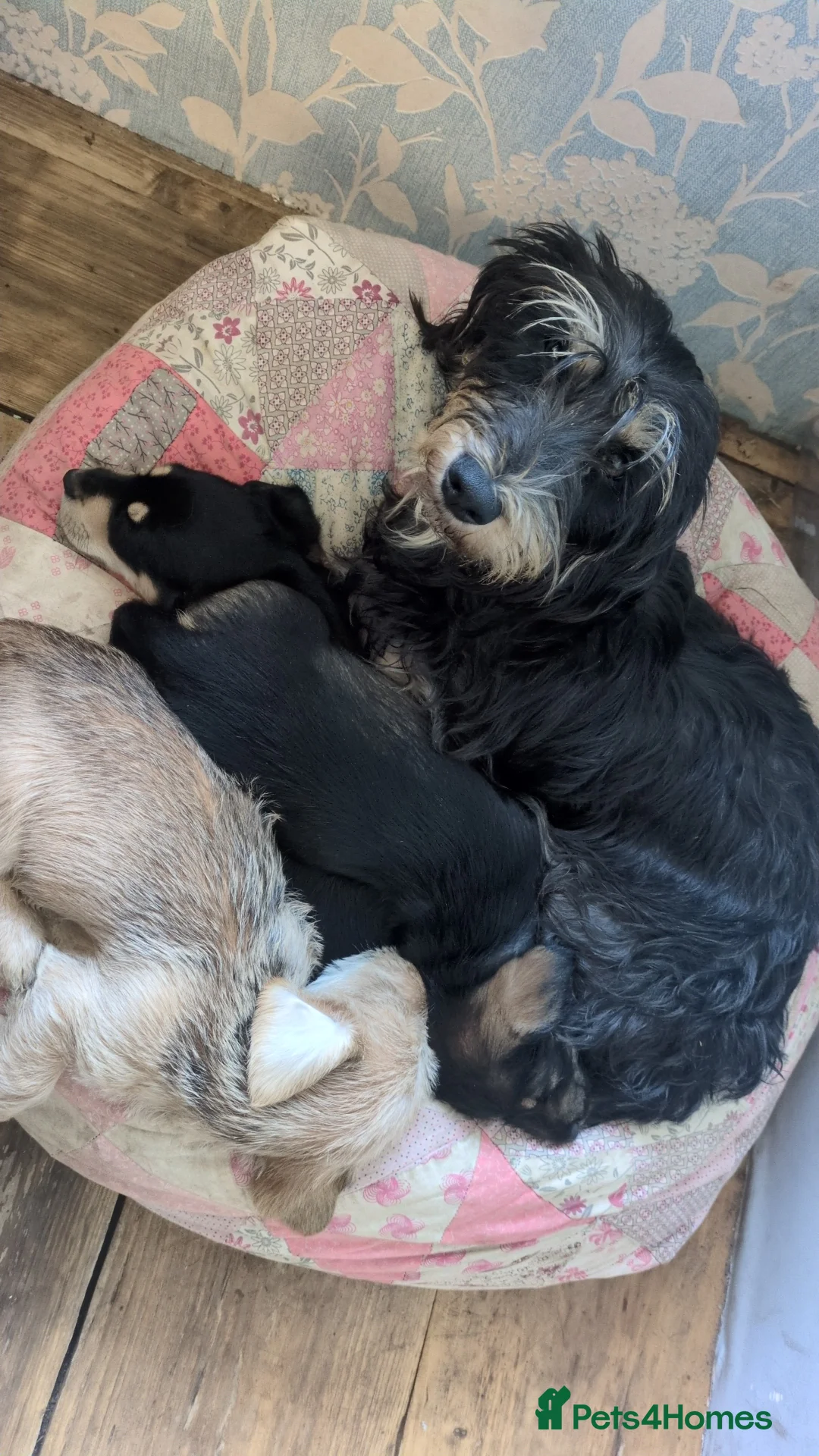 Dachshund dogs for sale: Wire Haired dachunds - Advert 8