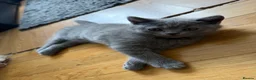 British Shorthair cats for sale: 3 x British Shorthair kittens - Advert 4