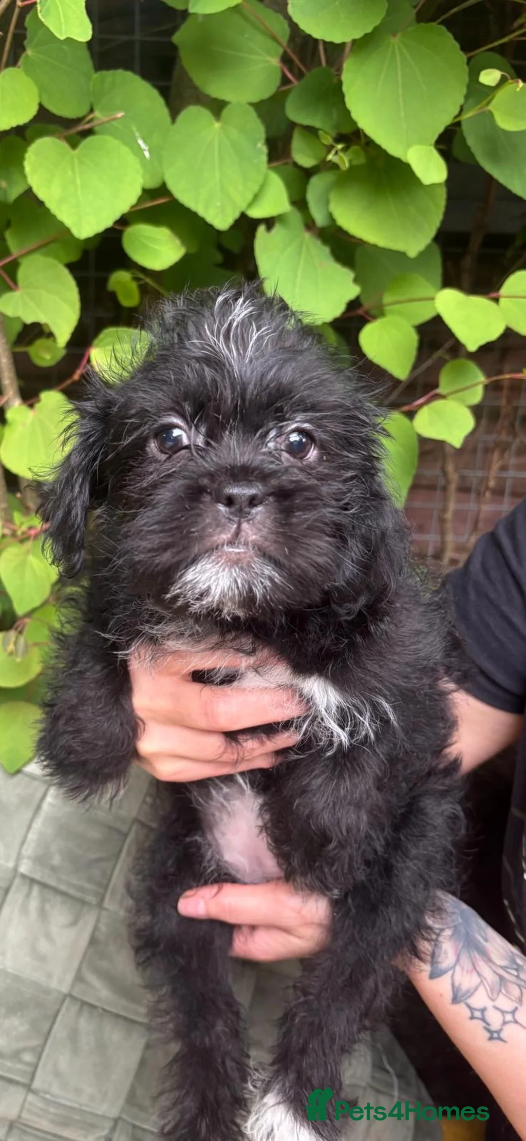 Mixed Breed dogs for sale: Shih Tzu cross in Bolton - Advert 2