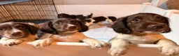 English Springer Spaniel dogs for sale: Working Springer Spaniel Puppies  in Midhurst - Advert 7