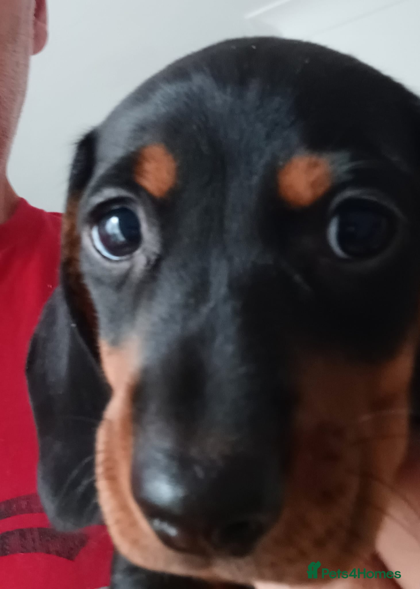 Miniature Dachshund dogs for sale: Adorable Miniature Dachshund Puppies Ready Now in Knottingley - Advert 14