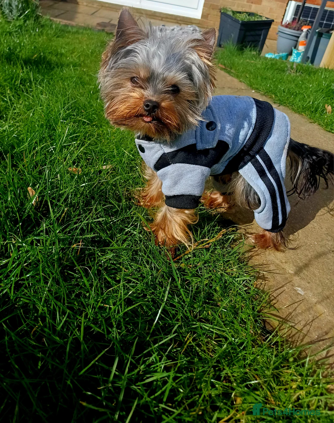 Yorkshire Terrier dogs for stud:  900grams !! The smallest cutest boy in Uk  in Bedford - Advert 7