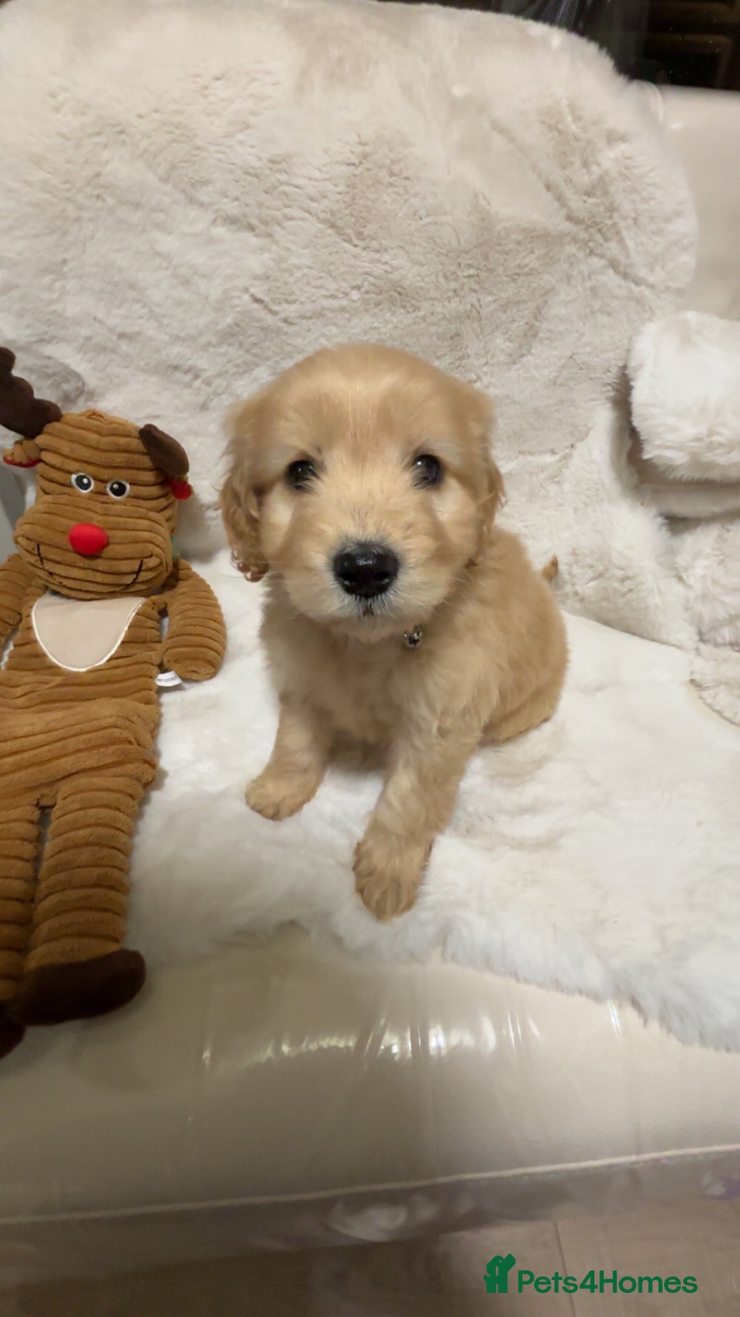 Cockapoo dogs for sale: Golden F1 cockpoo puppies  - Advert 21