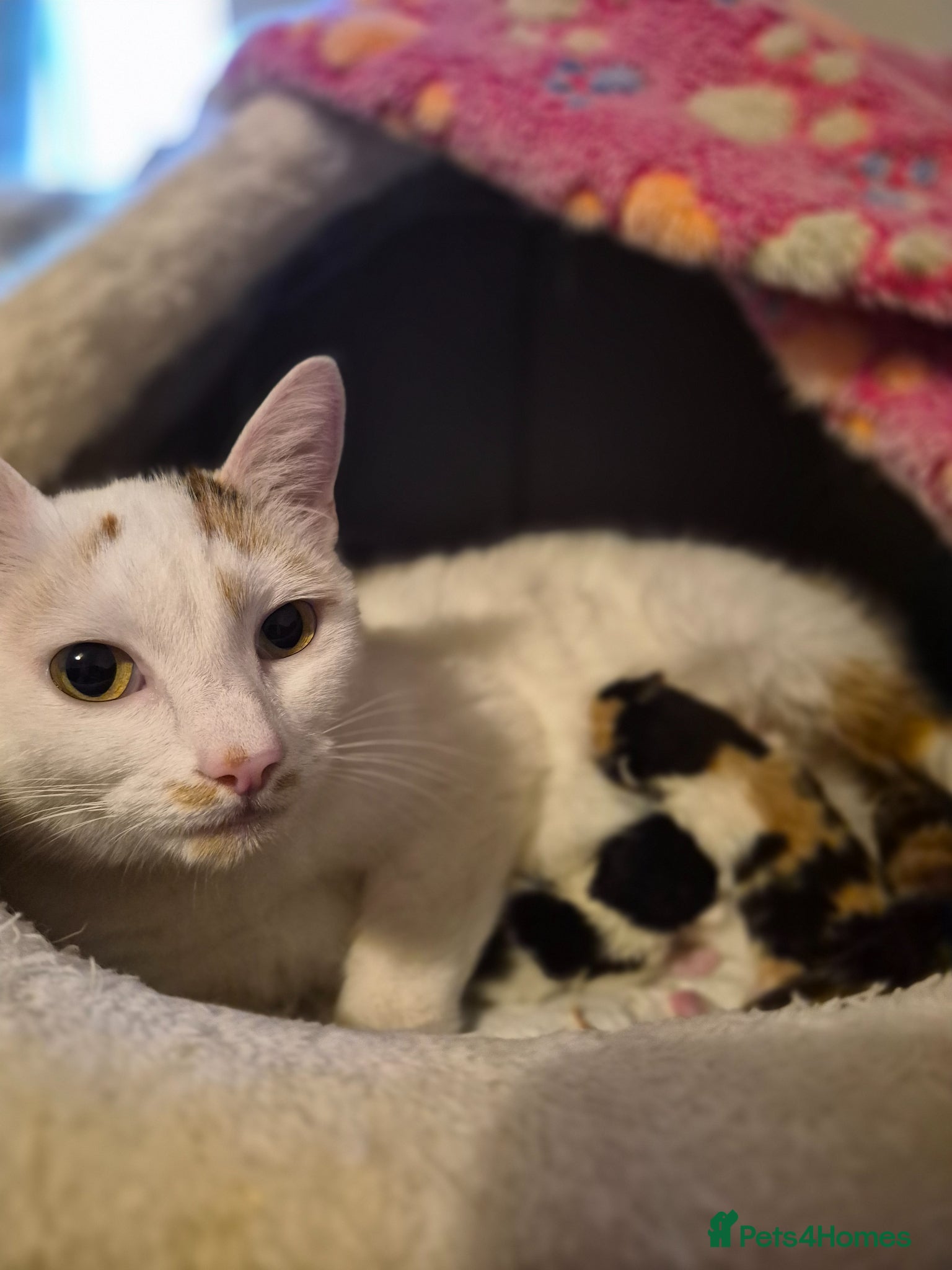 Mixed Breed cats for sale: Beautiful kittens looking for loving families in Bristol - Advert 9