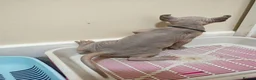 Sphynx cats for sale: Last boy available. READY NOW - Advert 6