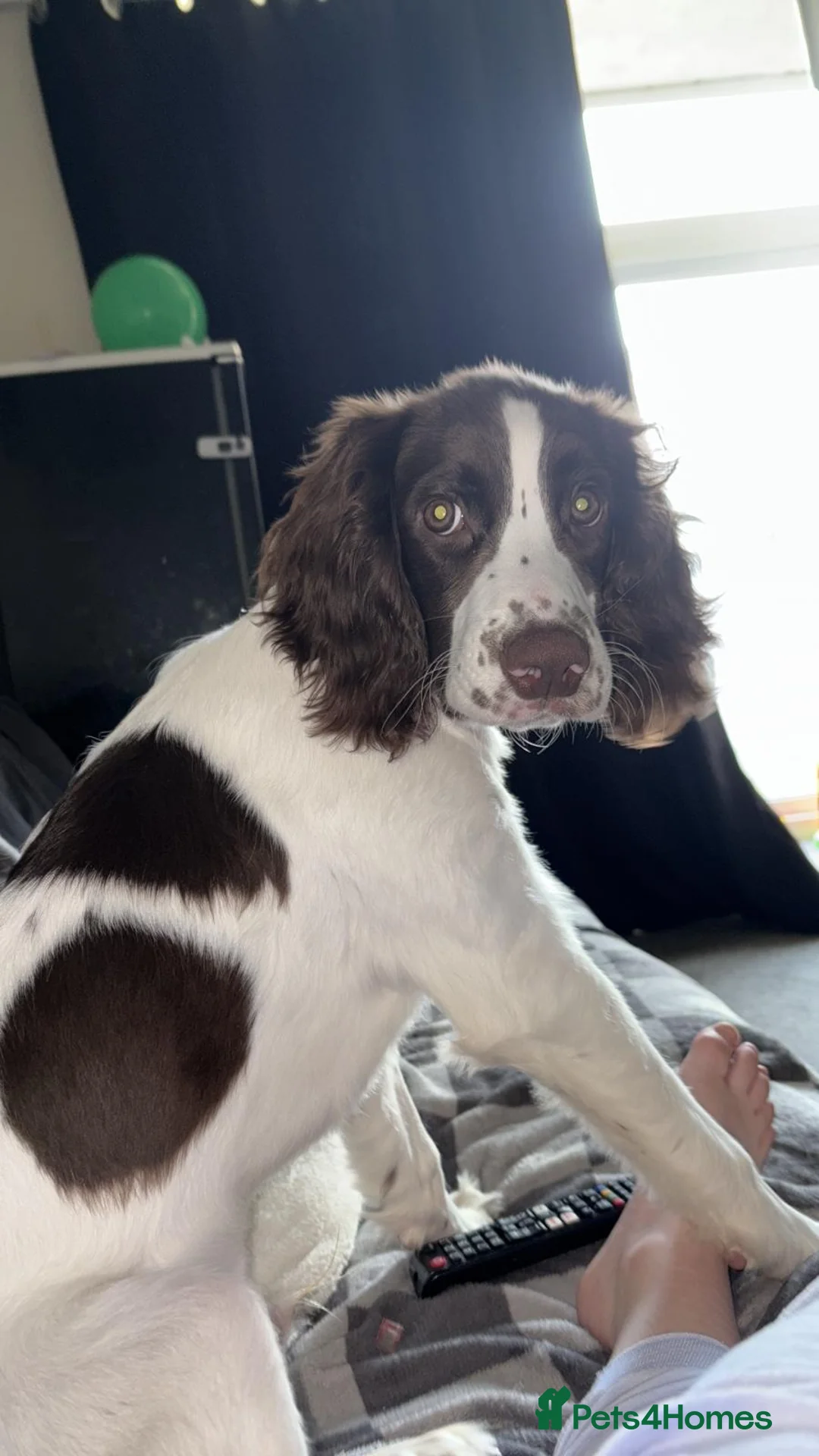 English Springer Spaniel dogs for sale: 6 Months Old Male Springer Spaniel - Advert 2