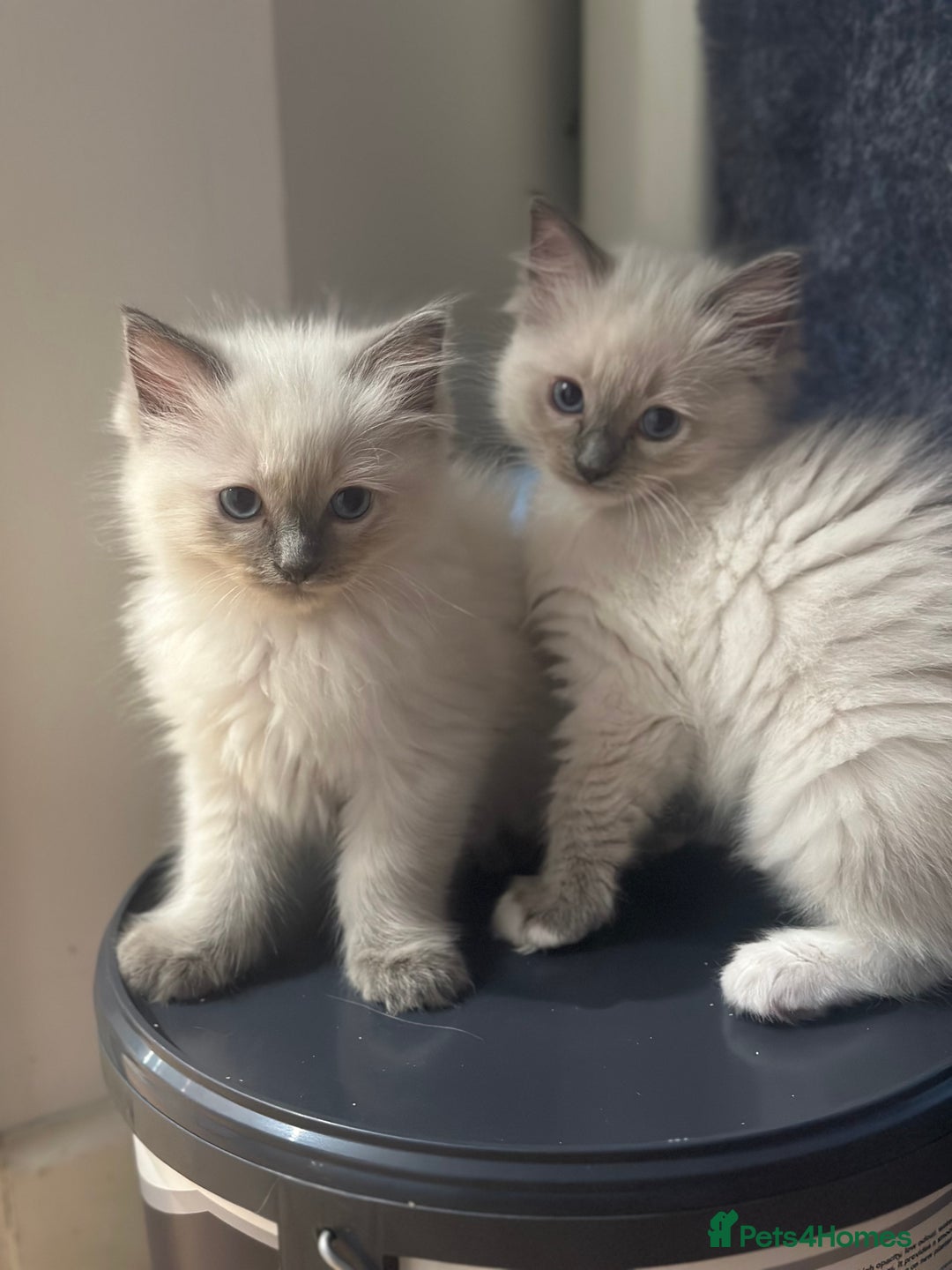 Ragdoll cats for sale: Pure Ragdoll kittens available 🐱🐾 - Image 18