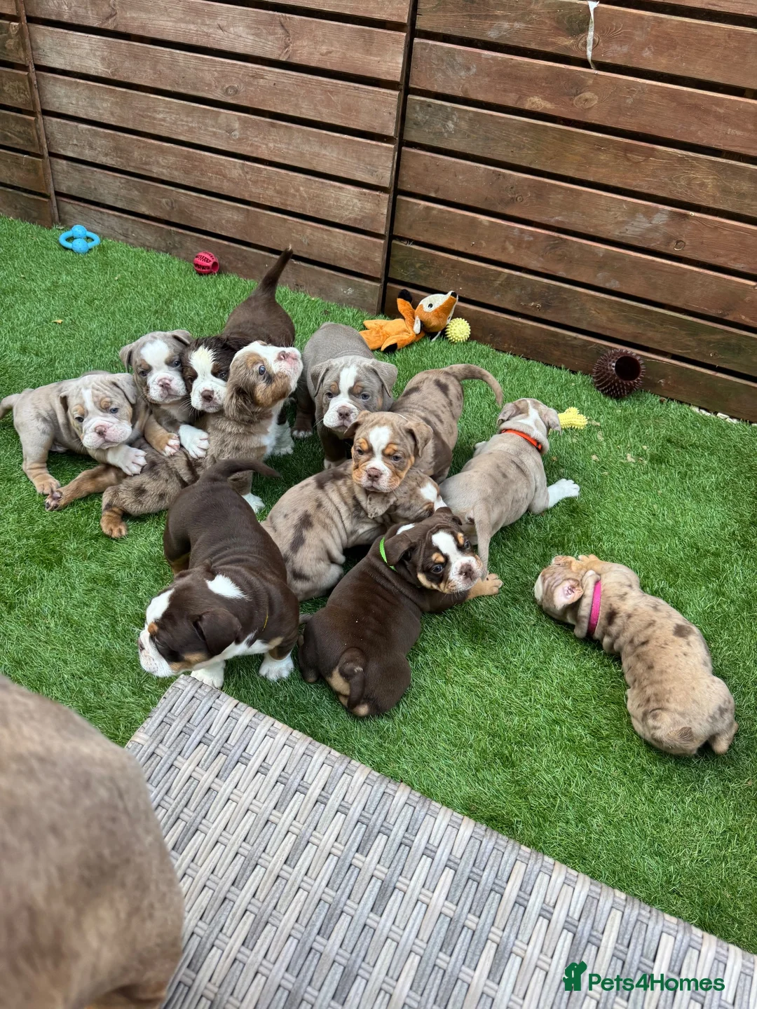 Olde English Bulldogge dogs for sale: Stunning! Olde English Bulldogges - Advert 1