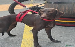 German Shorthaired Pointer dogs for adoption: Rucha, female German Shorthaired Pointer, aged 2 - Image 6