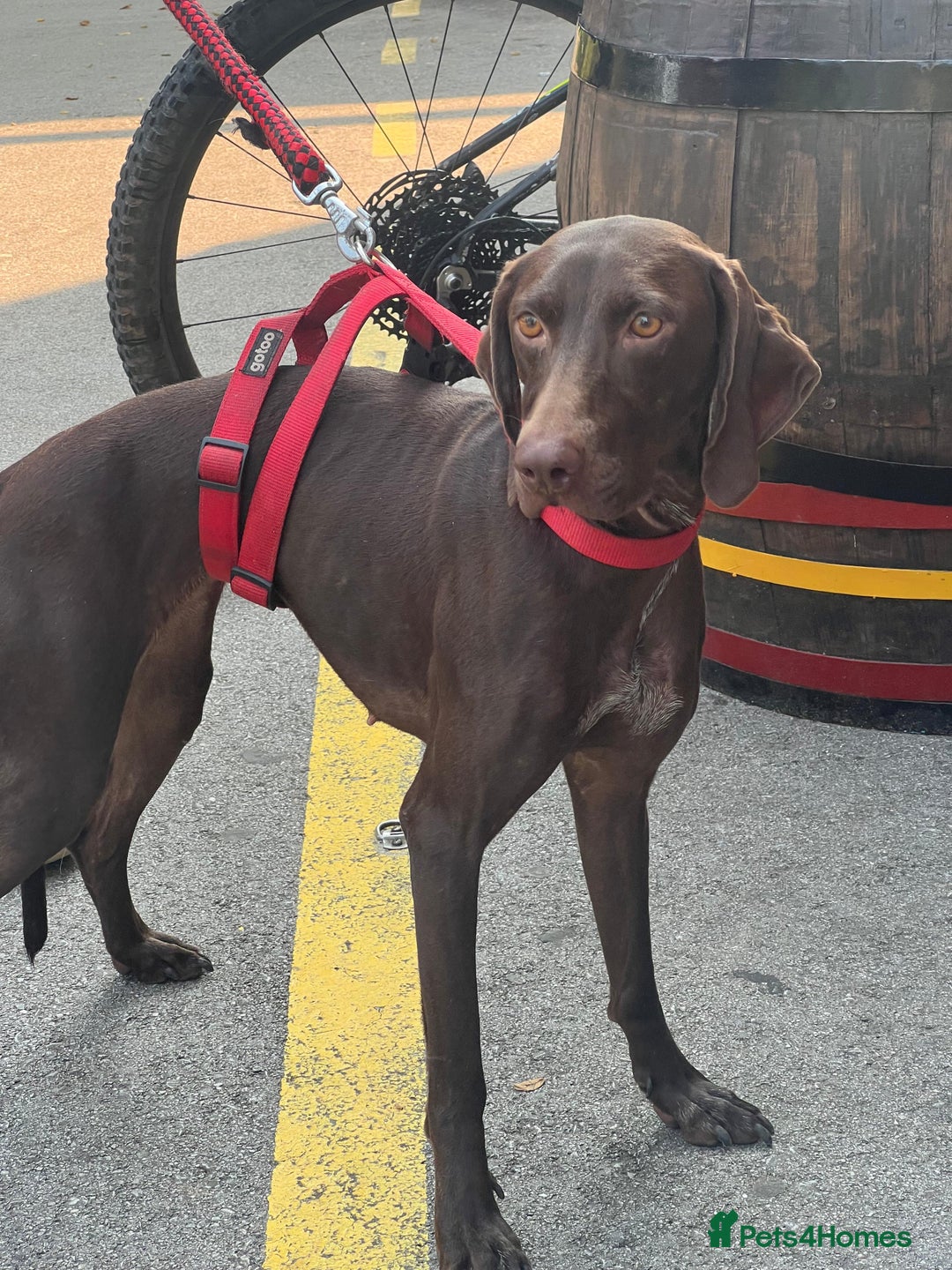 German Shorthaired Pointer dogs for adoption: Rucha, female German Shorthaired Pointer, aged 2 - Image 6