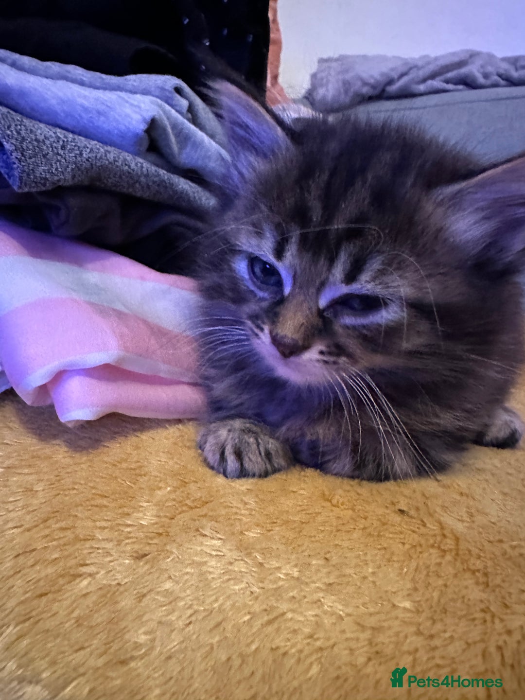 Mixed Breed cats for sale: Ragdoll Cross Kittens, 2 boys 1 girl - Advert 33