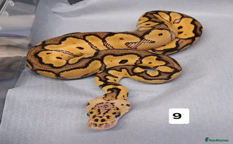 Python Snake reptiles - Advert 15