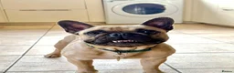 French Bulldog dogs for sale: Female French Bulldog  - Advert 4