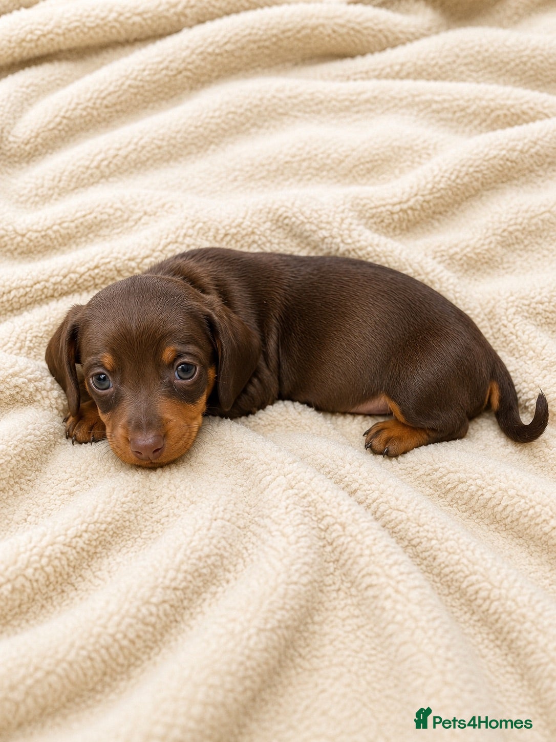 Miniature Dachshund dogs 👑⭐️Quality KC Miniature Dachshunds⭐️👑 - Advert 2