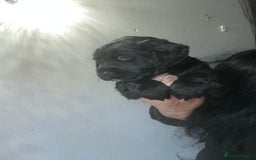 Mixed Breed dogs for sale: KC COCKER X MINI COLLIE PUPS  - Advert 6