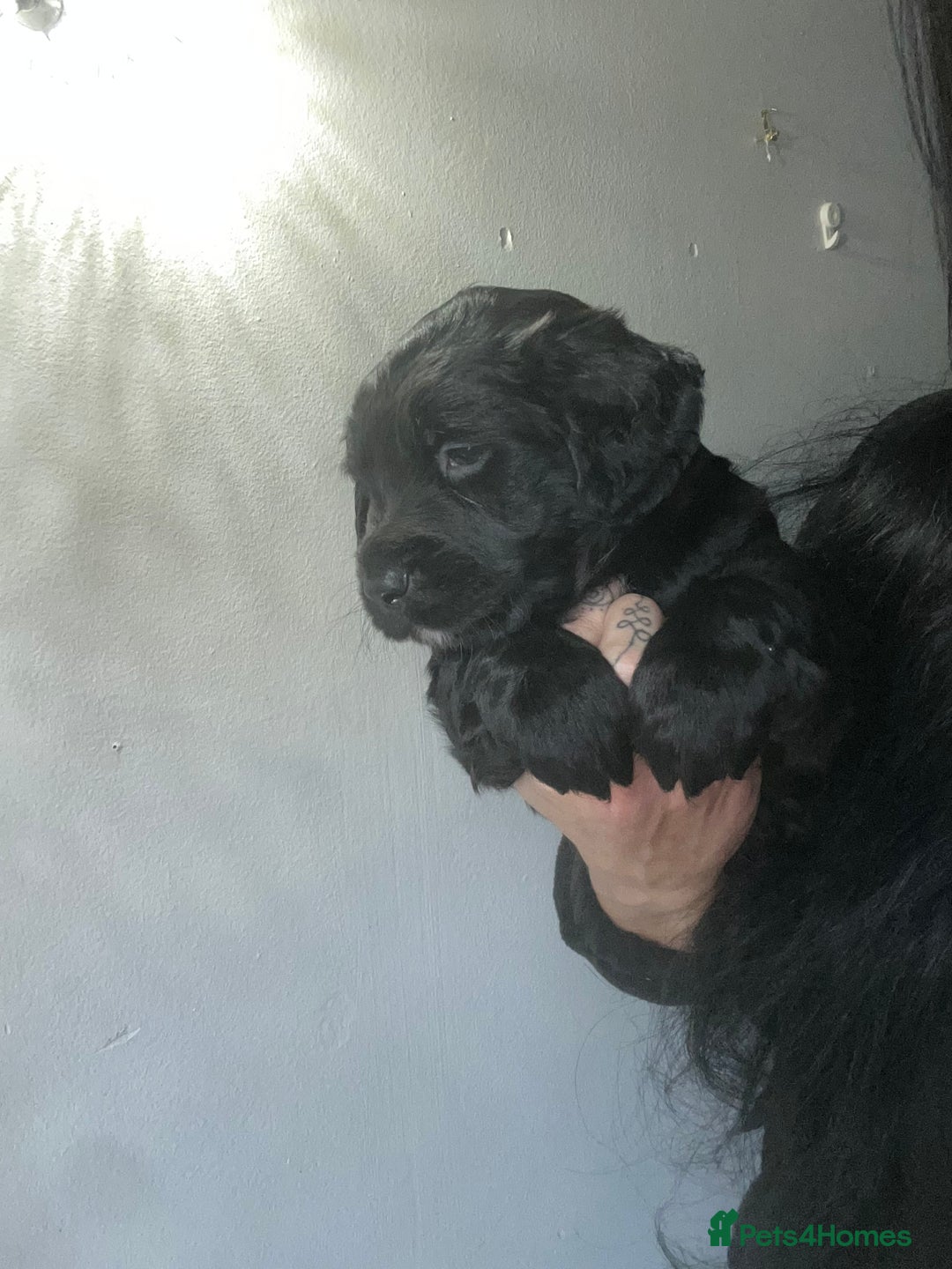 Mixed Breed dogs for sale: KC COCKER X MINI COLLIE PUPS  - Advert 6