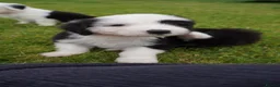 Old English Sheepdog dogs for sale: KC Registered Old English Sheepdog puppies - Advert 10
