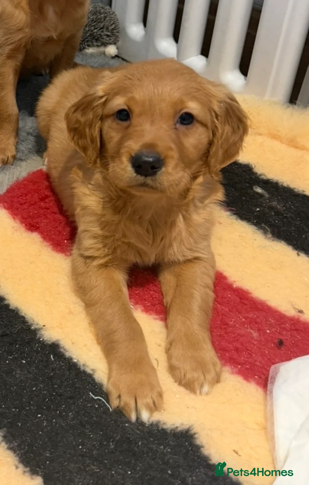 Golden Retriever dogs for sale: Golden retriever pups from health tested parents  - Advert 15
