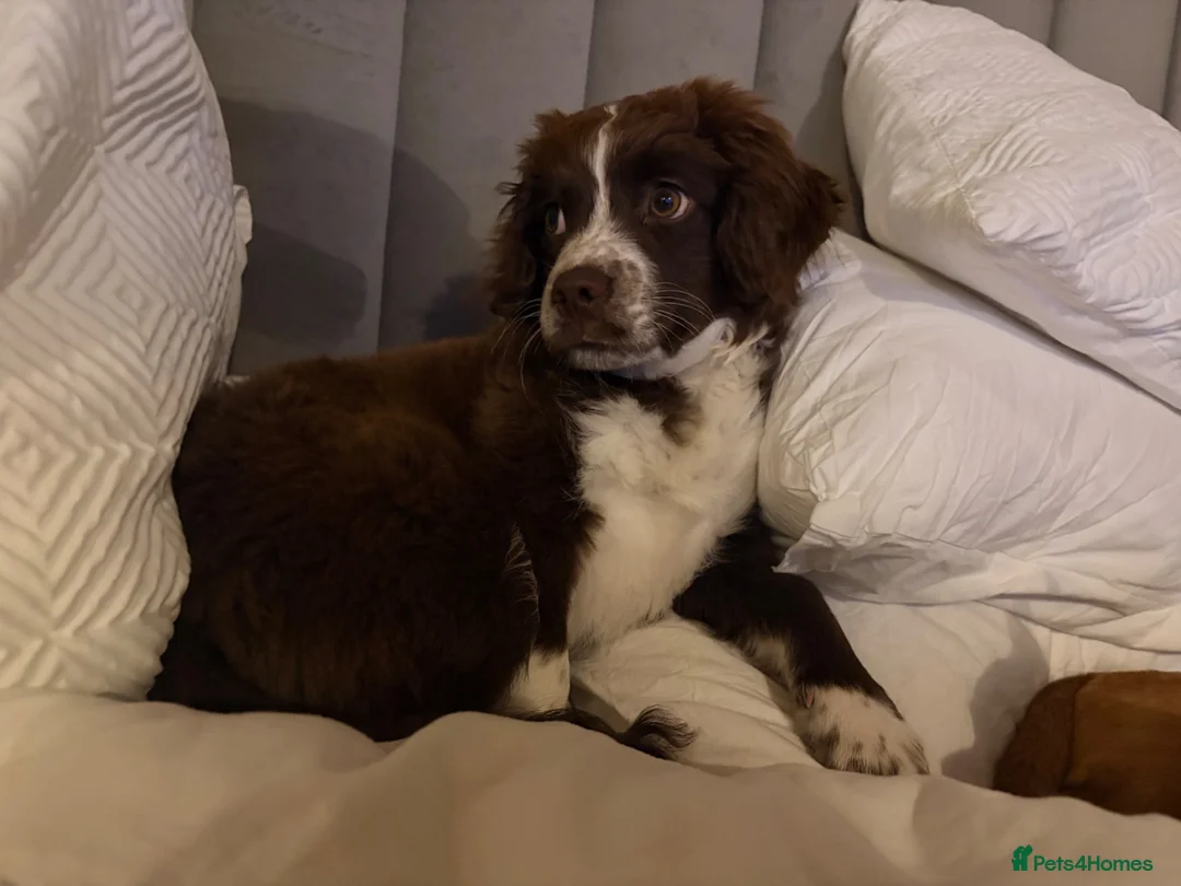 Mixed Breed dogs for sale: Cocker x chihuahua Arlow   - Advert 2