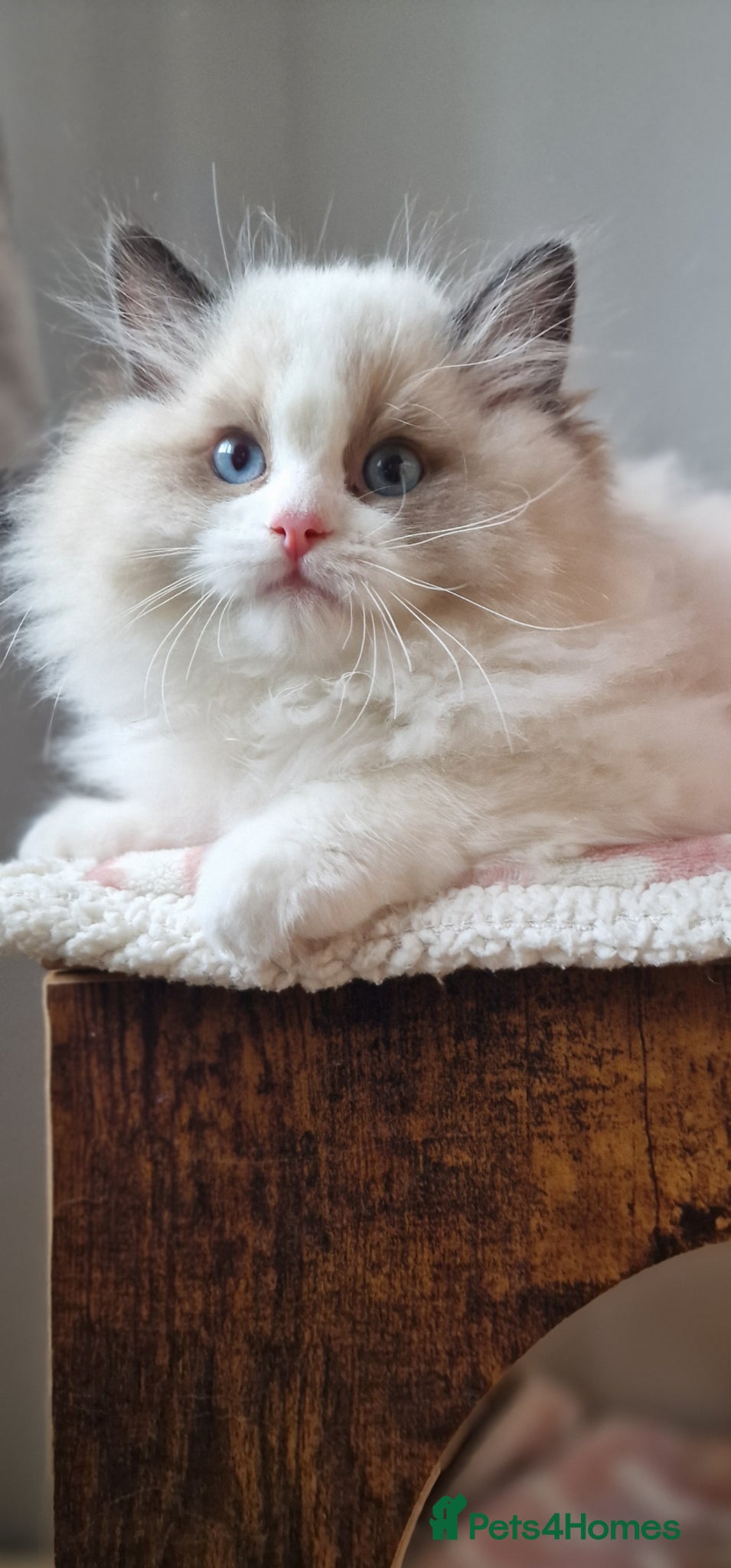 Ragdoll cats 🏆✨️Exclusive kittens from Champion parents🥇🐈 - Advert 2