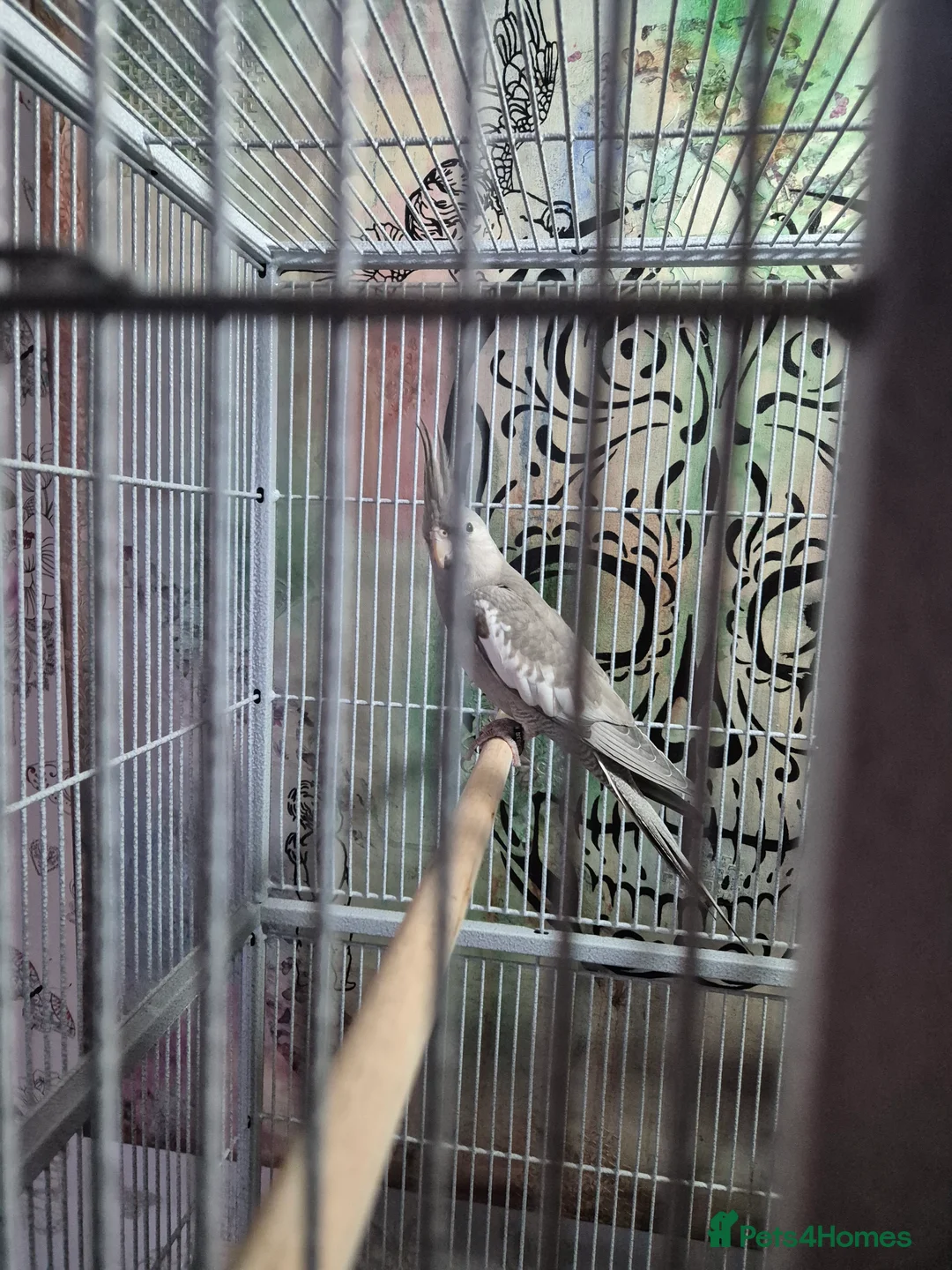 Cockatiels birds for sale: 2 male aviary bred cockateils. White face - Advert 4