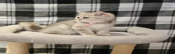 British Longhair cats for sale: Fawn/cinnamon/red/blue golden  - Advert 6