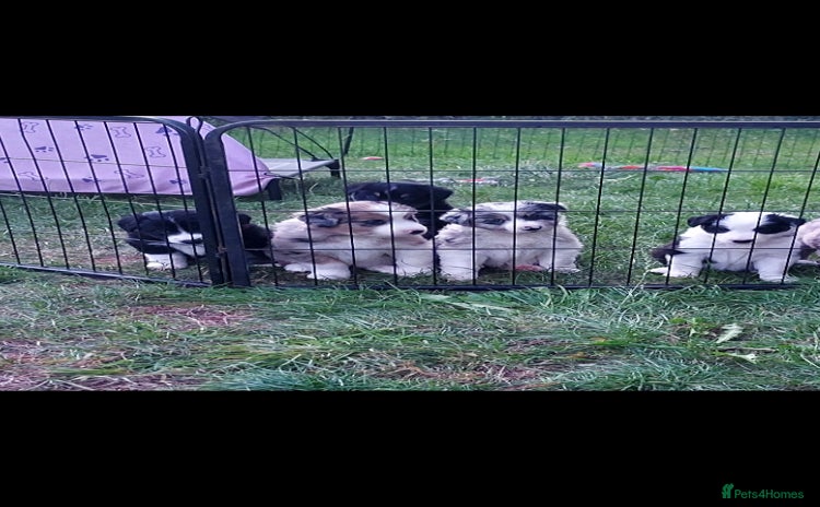 Border Collie dogs - Advert 1