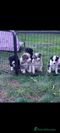 Border Collie dogs - Advert 6