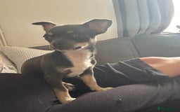 Chihuahua dogs for sale: Beautiful blue tri chihuahua girl - Image 4
