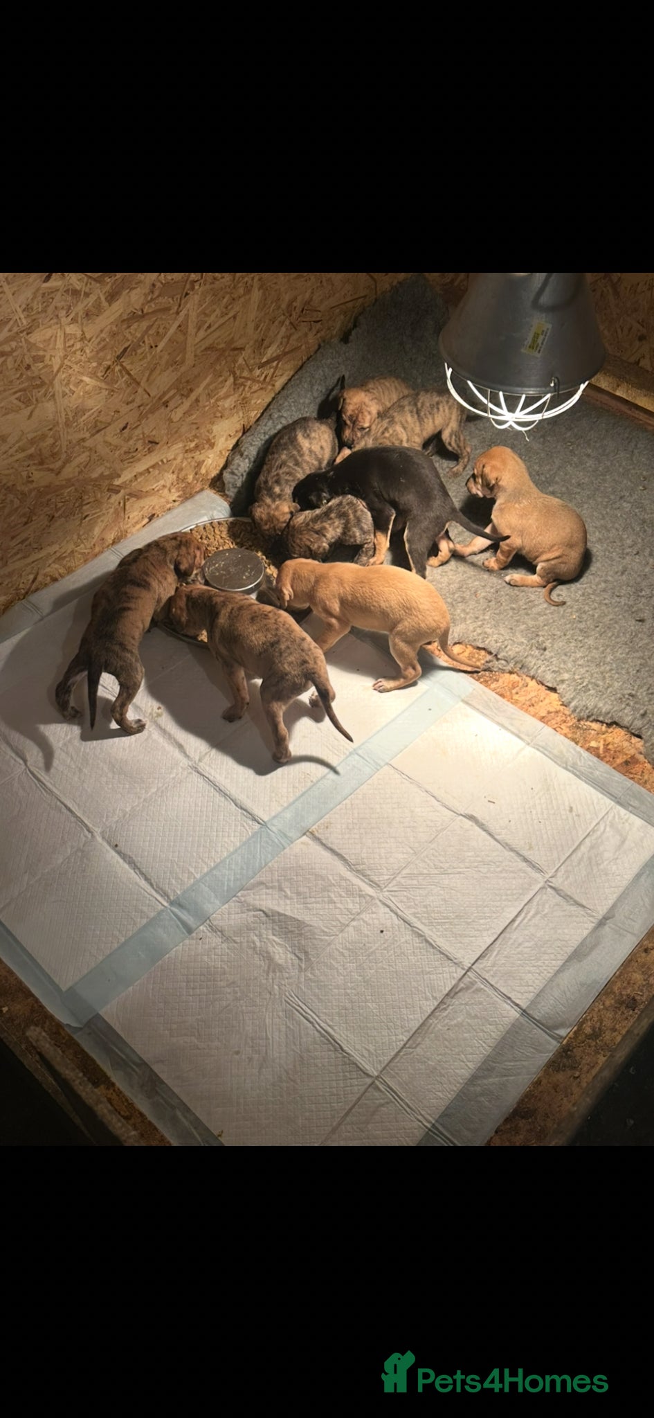 Mixed Breed dogs Lurcher puppies ready 14th march - Advert 1