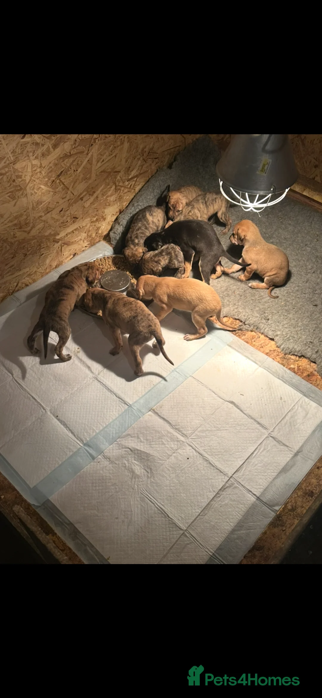 Mixed Breed dogs for sale: Lurcher puppies ready 14th march in Carnforth - Advert 1