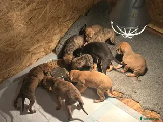 Mixed Breed dogs Lurcher puppies ready 14th march - Advert 4