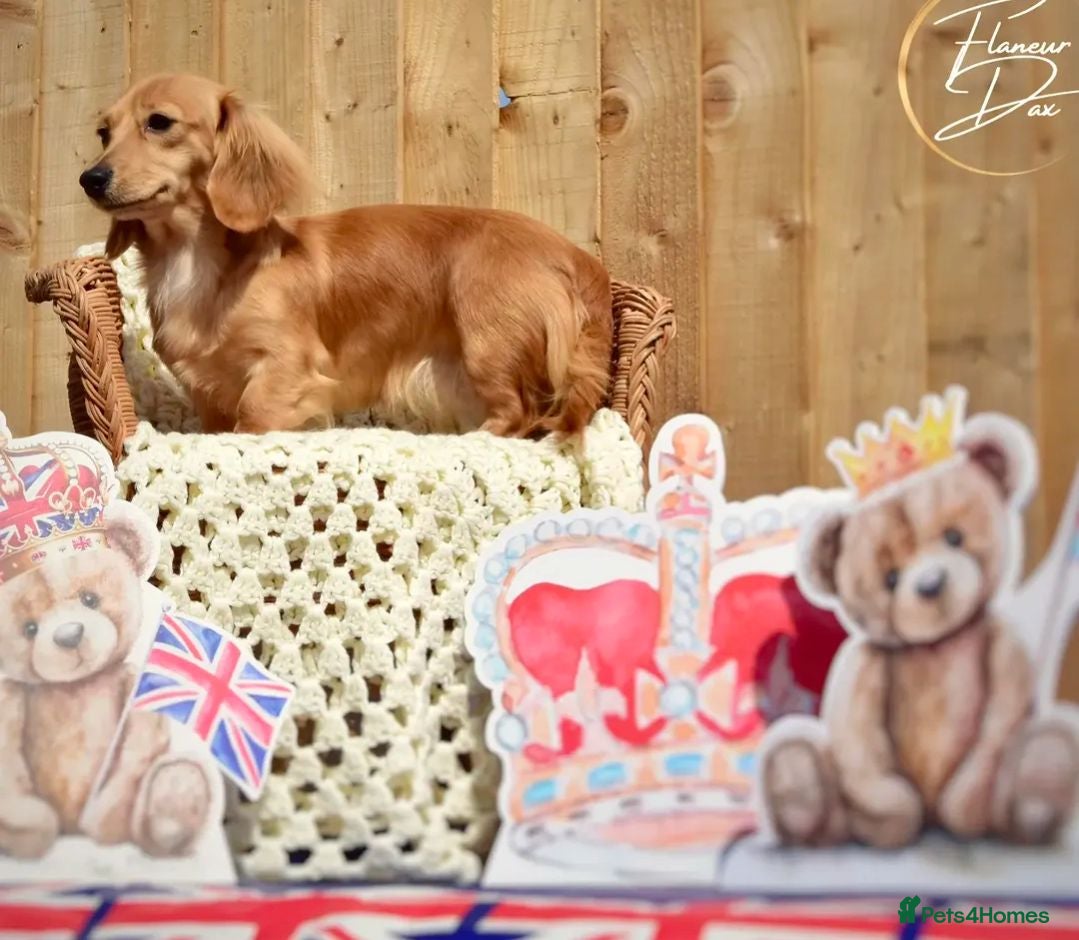 Miniature Dachshund dogs Long haired miniature Dachshunds  - Advert 4