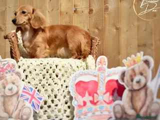 Miniature Dachshund dogs Long haired miniature Dachshunds - Advert 2