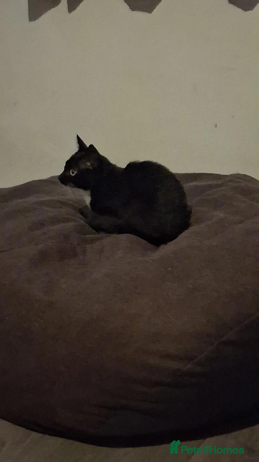 Oregon Rex cats for sale: Kitten in Milton Keynes - Advert 6