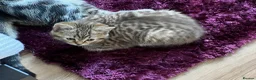 American Shorthair cats for sale: Beautiful Tabby Kittens Ready for Loving Homes - Advert 13